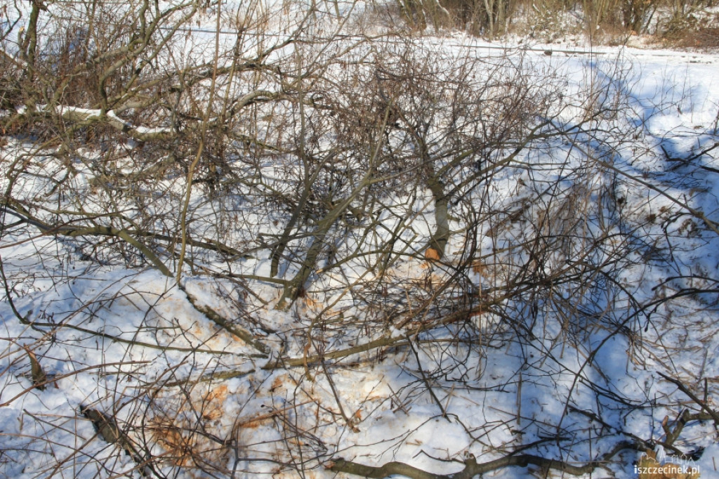 Wycinali drzewa w Strefie Ekonomicznej