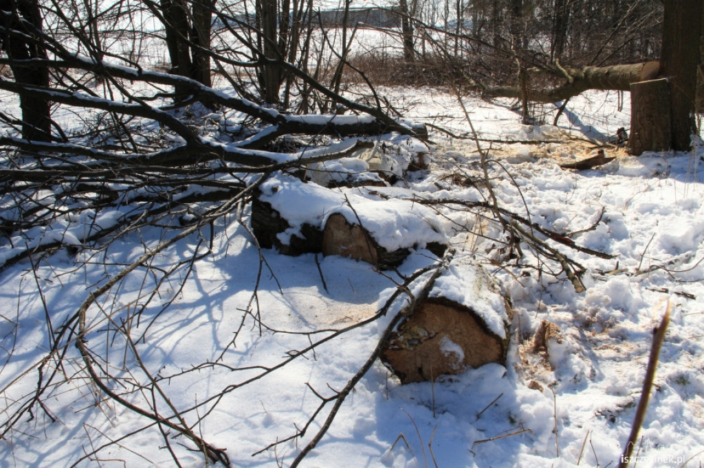 Wycinali drzewa w Strefie Ekonomicznej
