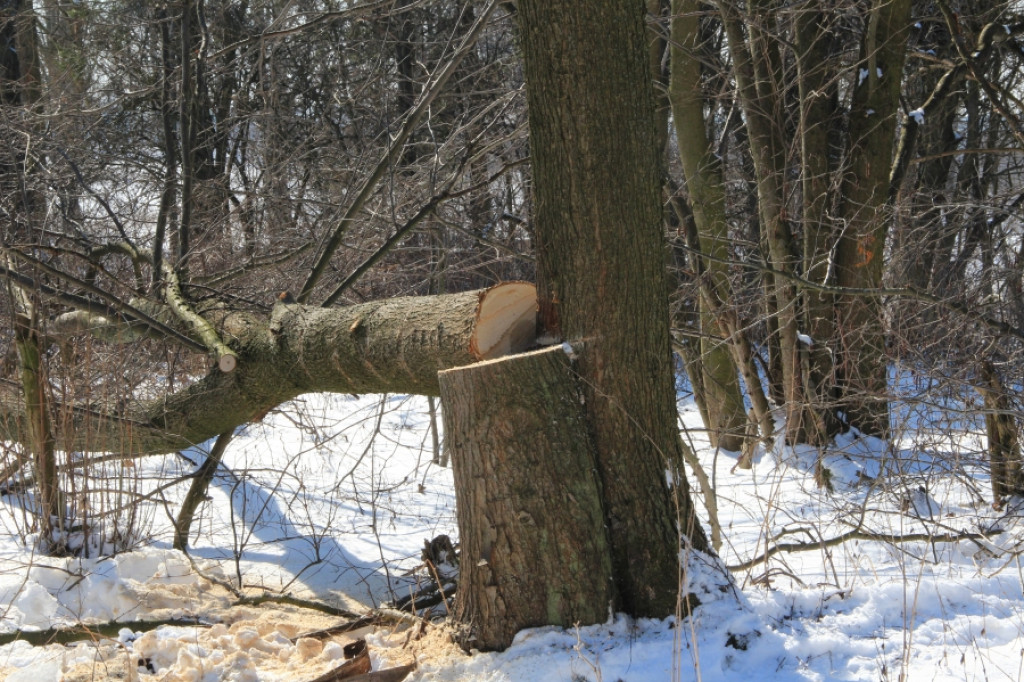 Wycinali drzewa w Strefie Ekonomicznej
