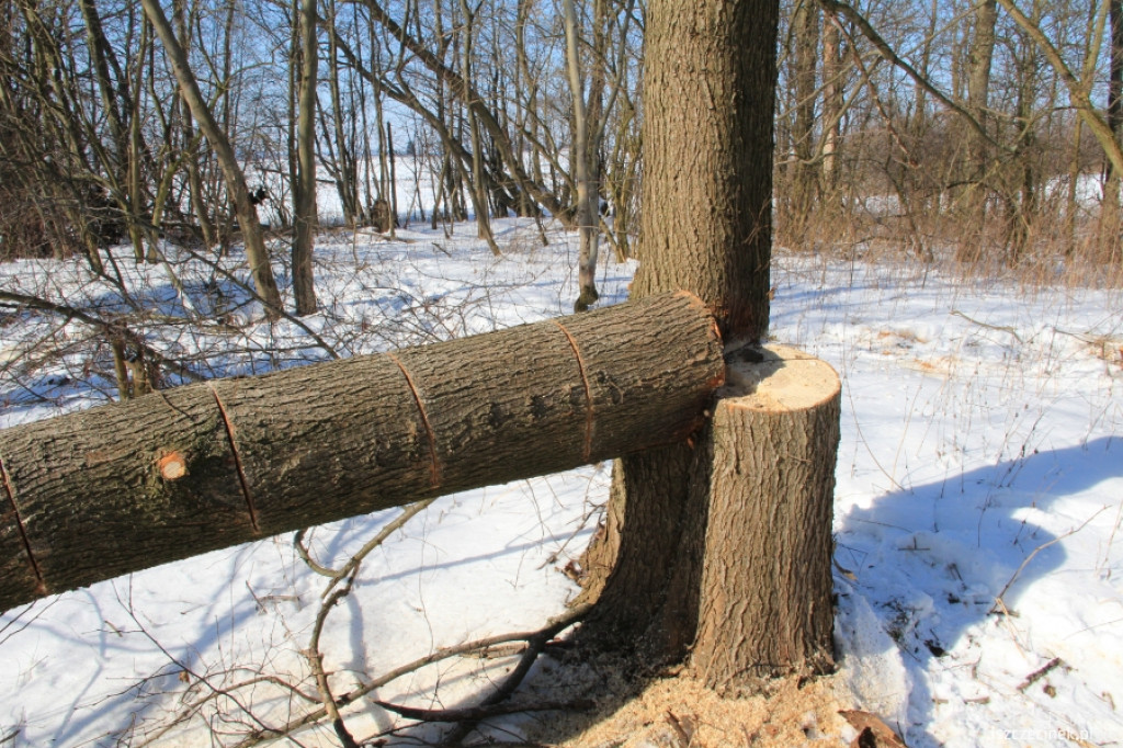 Wycinali drzewa w Strefie Ekonomicznej