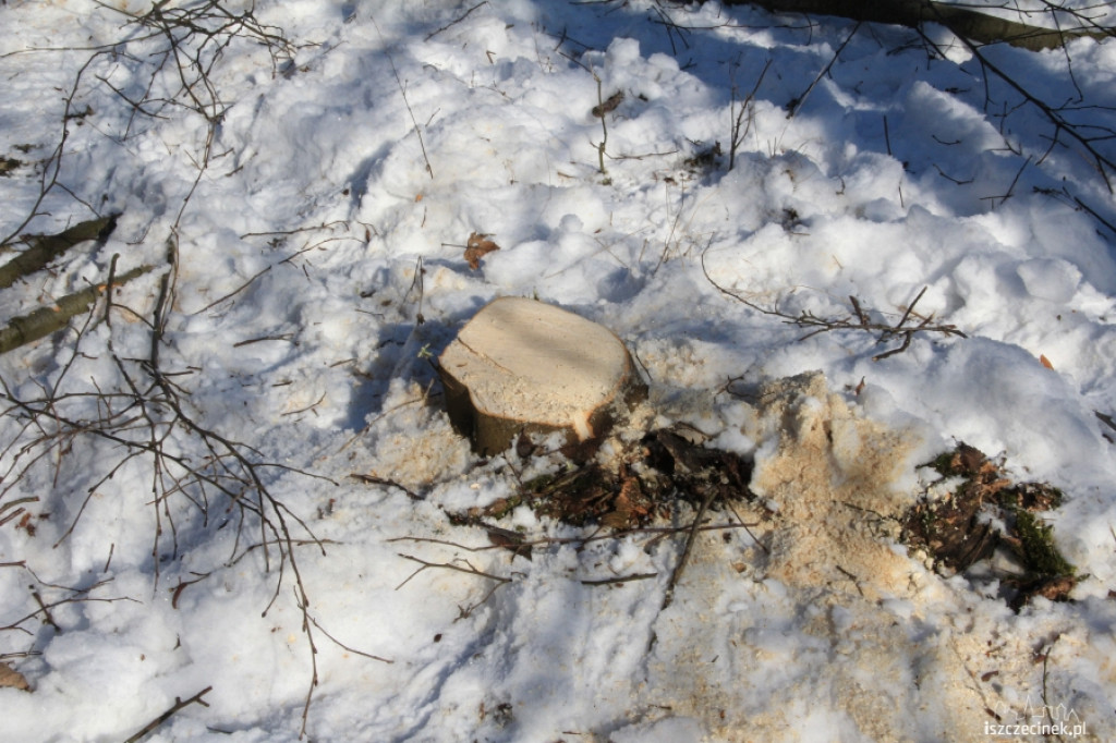 Wycinali drzewa w Strefie Ekonomicznej