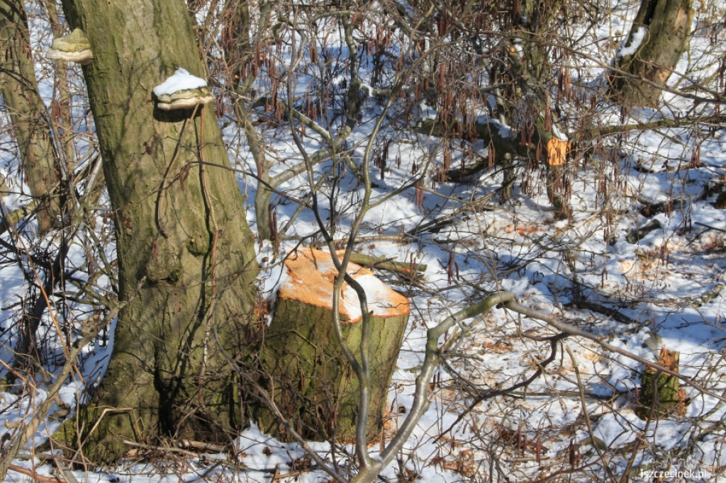 Wycinali drzewa w Strefie Ekonomicznej