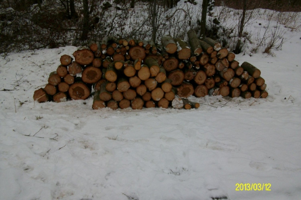 Wycinali drzewa w Strefie Ekonomicznej