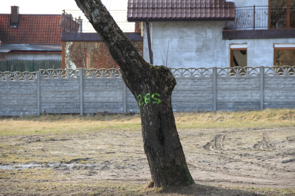 Inwentaryzacja drzew przy drogach krajowych