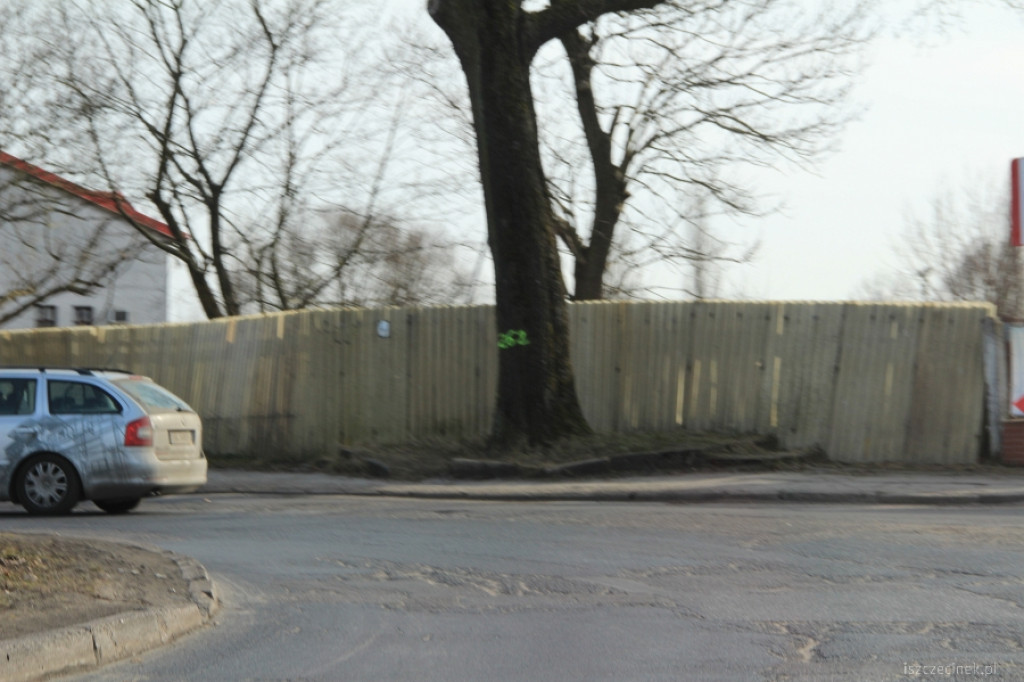 Inwentaryzacja drzew przy drogach krajowych