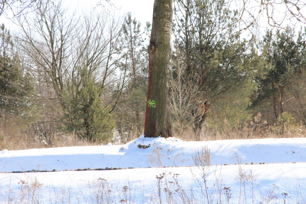 Inwentaryzacja drzew przy drogach krajowych