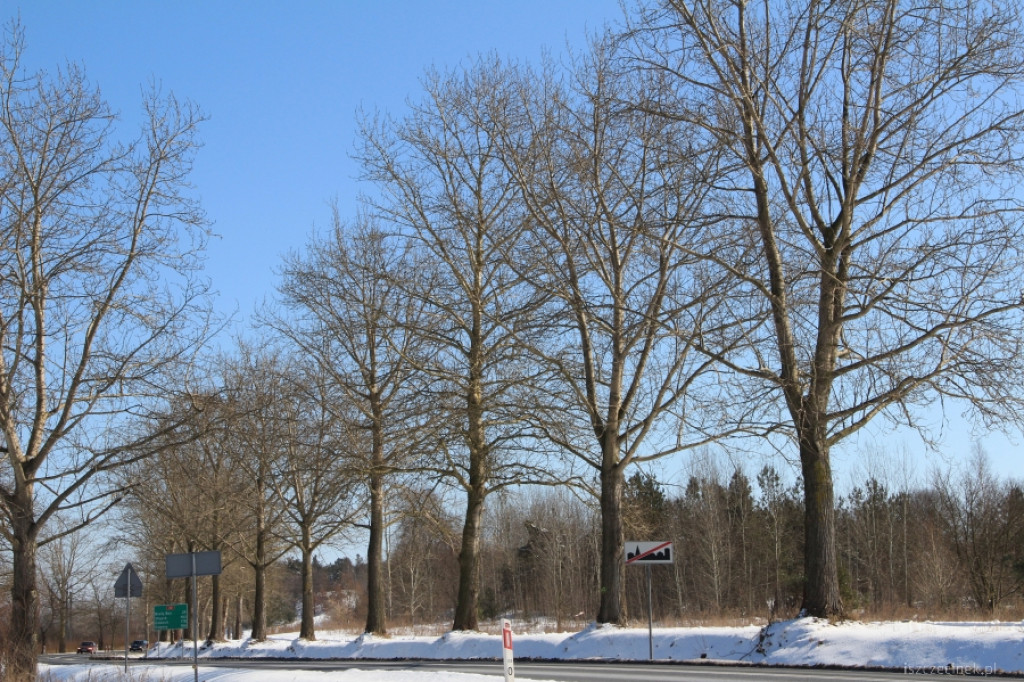 Inwentaryzacja drzew przy drogach krajowych