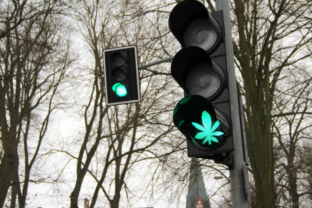 Zielone światło dla konopi w Szczecinku