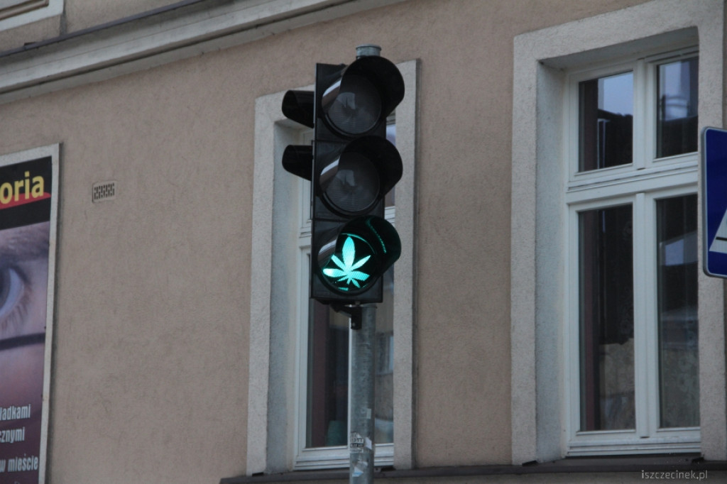 Zielone światło dla konopi w Szczecinku