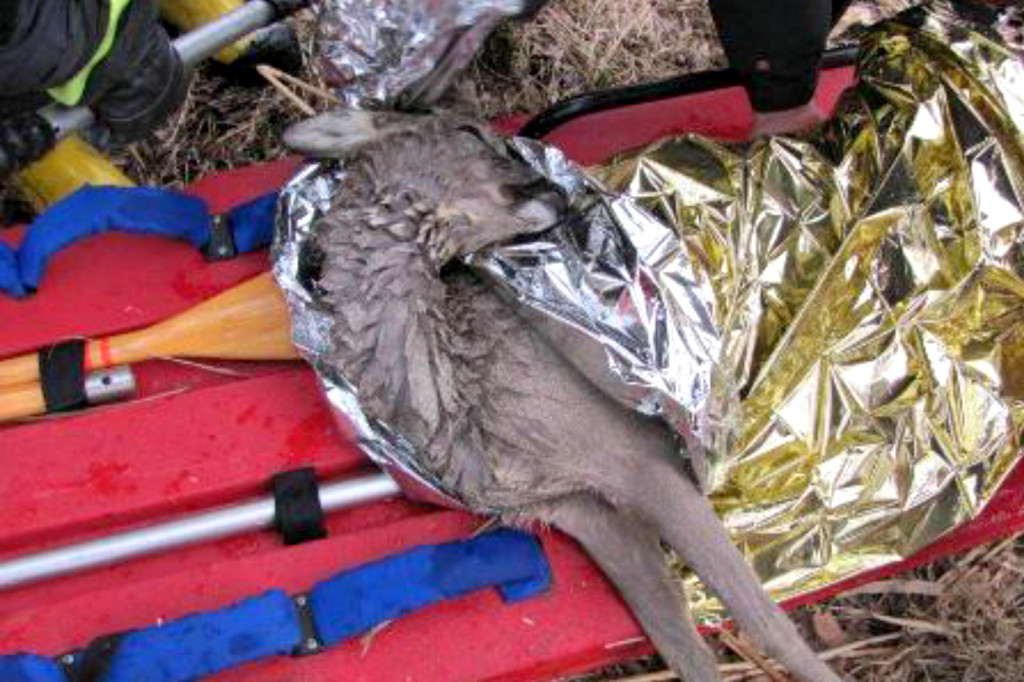 Strażacy i strażnicy uratowali sarnę - fot. st. asp. Andrzej Salamon