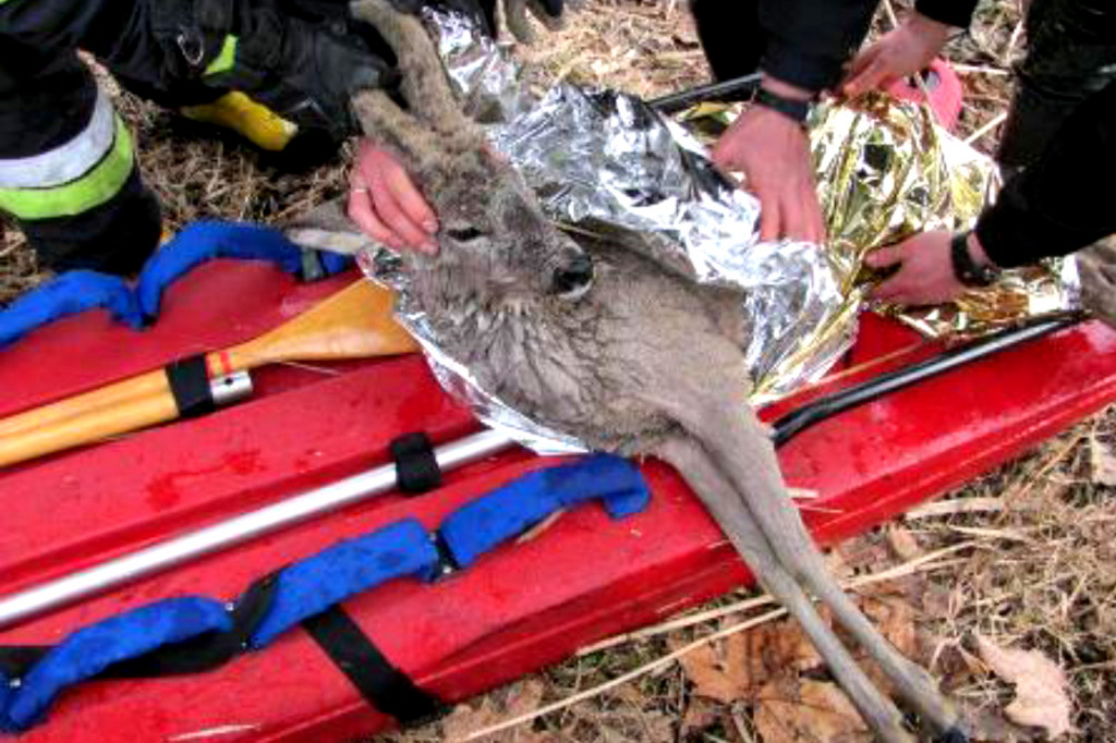 Strażacy i strażnicy uratowali sarnę - fot. st. asp. Andrzej Salamon