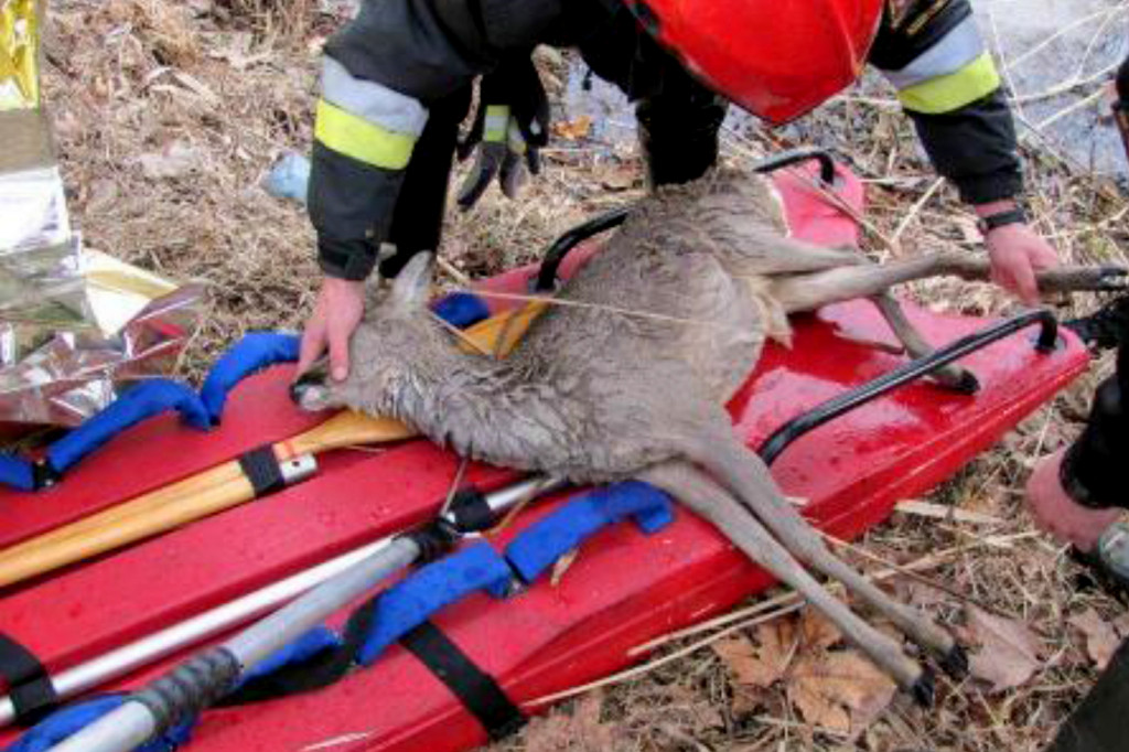 Strażacy i strażnicy uratowali sarnę - fot. st. asp. Andrzej Salamon
