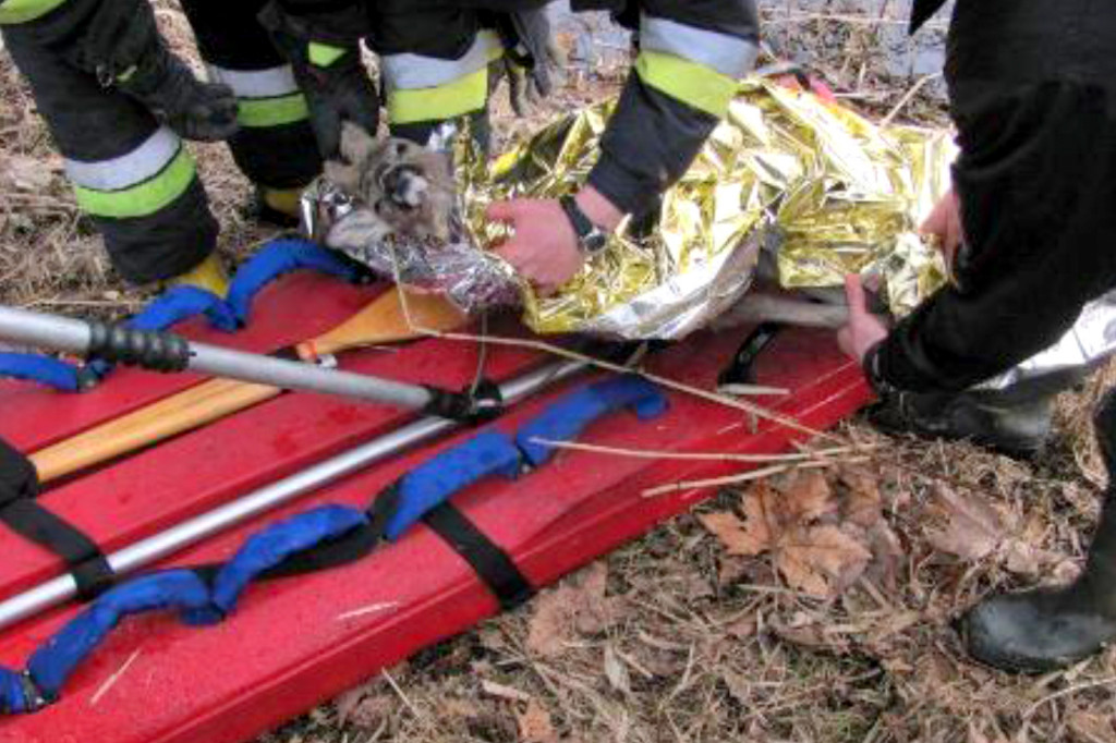 Strażacy i strażnicy uratowali sarnę - fot. st. asp. Andrzej Salamon