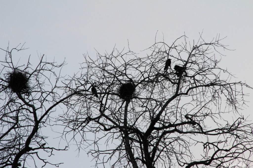 Gawrony w Szczecinku