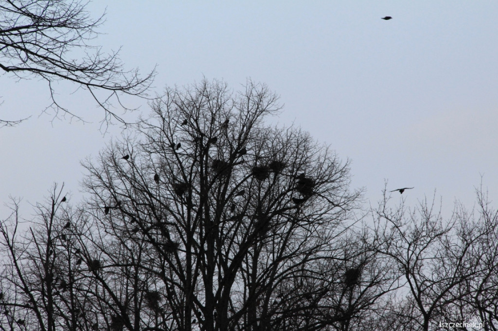 Gawrony w Szczecinku