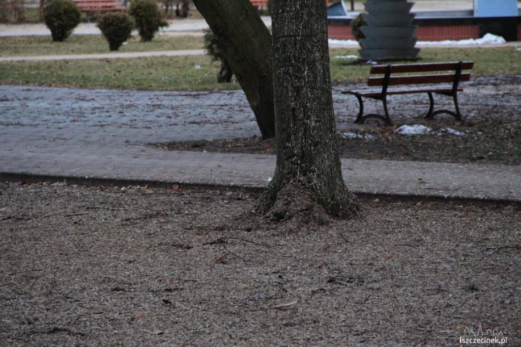 Gawrony w Szczecinku