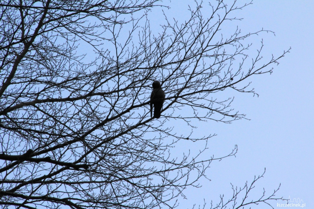 Gawrony w Szczecinku