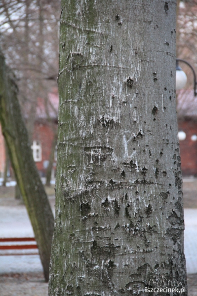 Gawrony w Szczecinku