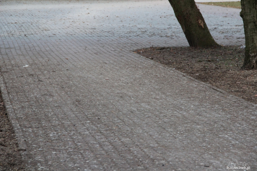 Gawrony w Szczecinku