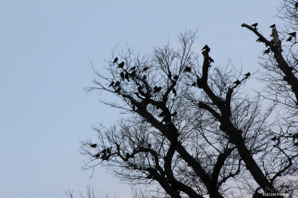 Gawrony w Szczecinku