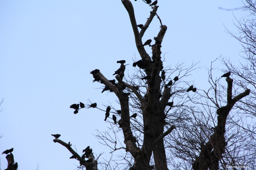 Gawrony w Szczecinku