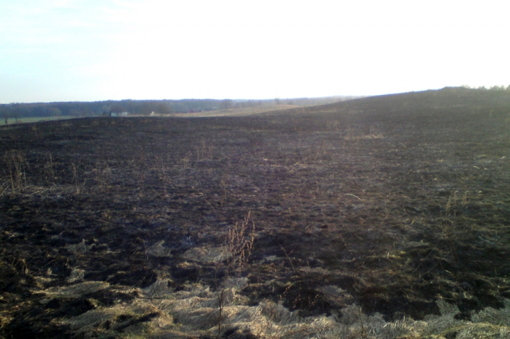 Pożar trawy Gwda Wielka - Godzimierz