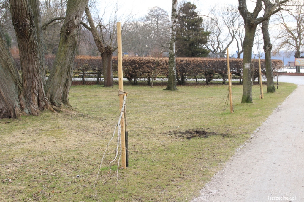 Połamali drzewka w parku