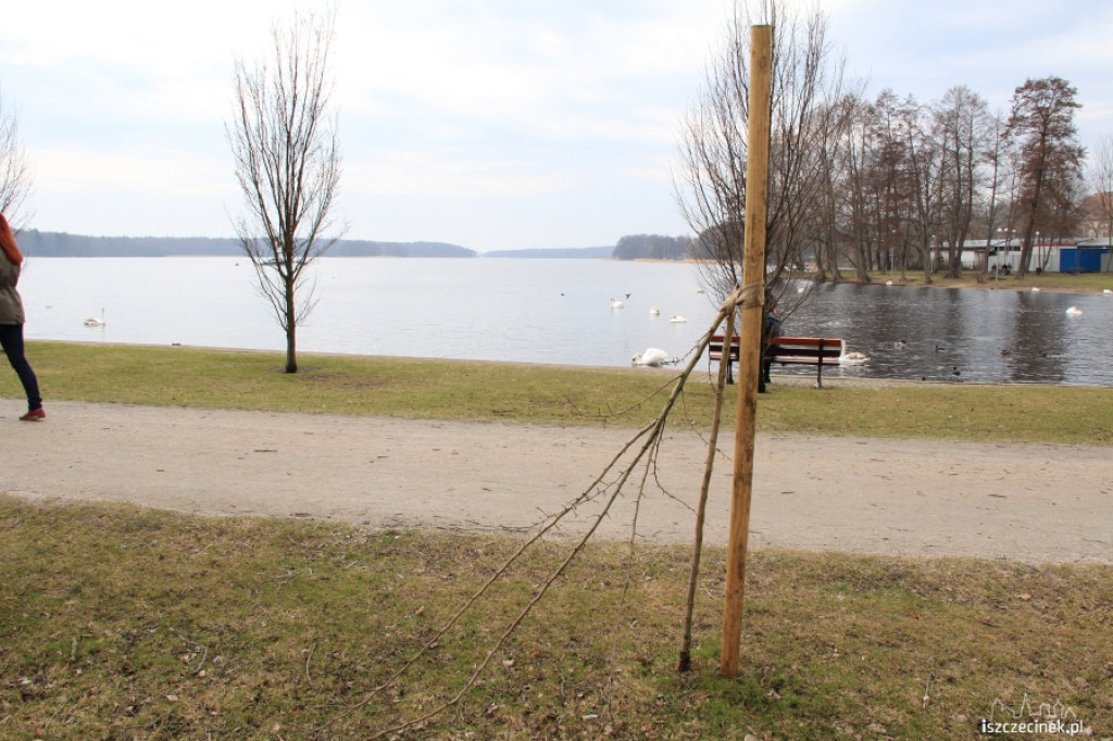 Połamali drzewka w parku
