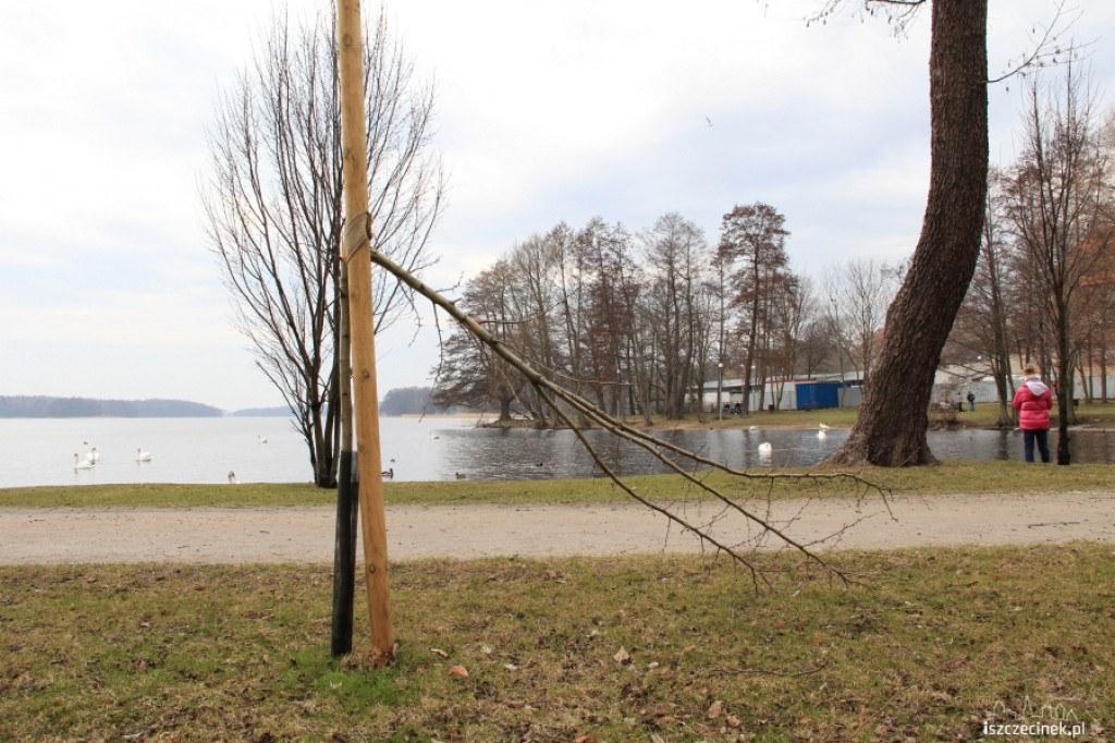 Połamali drzewka w parku