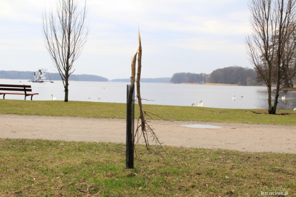 Połamali drzewka w parku