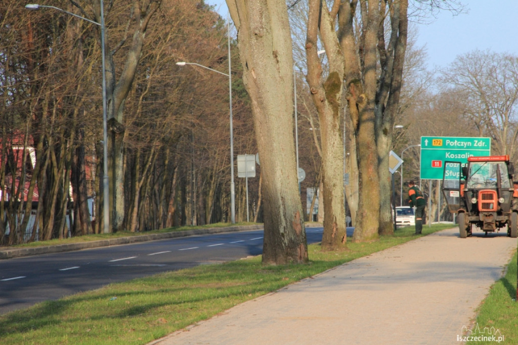 Ruszyła akcja sadzenia drzewek na Kościuszki
