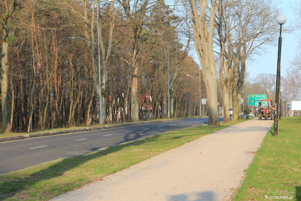 Ruszyła akcja sadzenia drzewek na Kościuszki