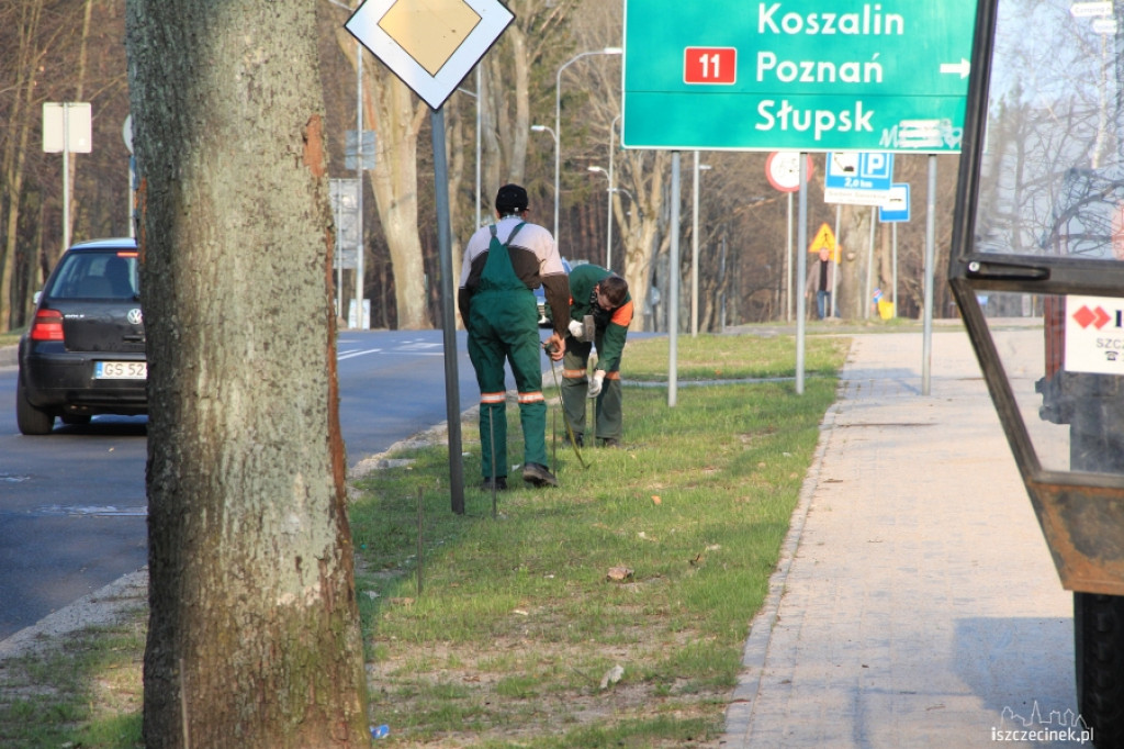 Ruszyła akcja sadzenia drzewek na Kościuszki