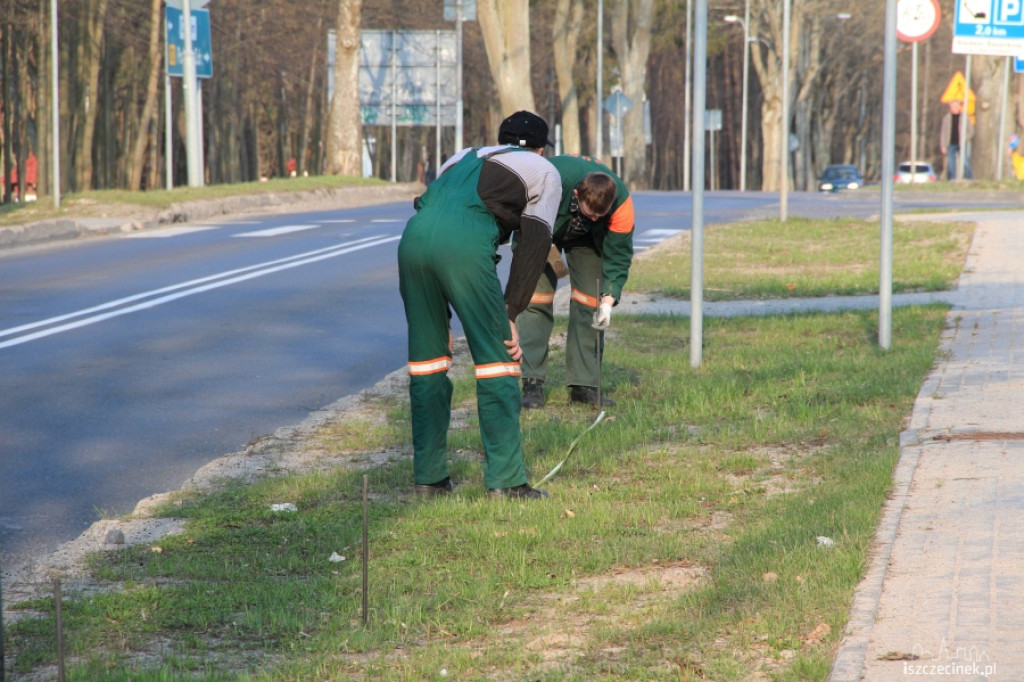 Ruszyła akcja sadzenia drzewek na Kościuszki