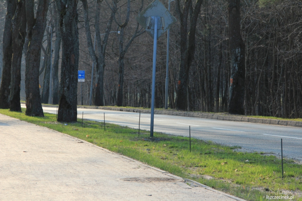 Ruszyła akcja sadzenia drzewek na Kościuszki