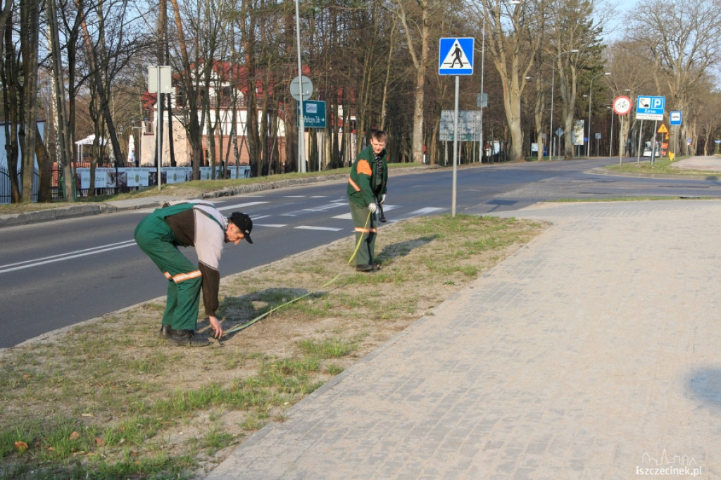 Ruszyła akcja sadzenia drzewek na Kościuszki