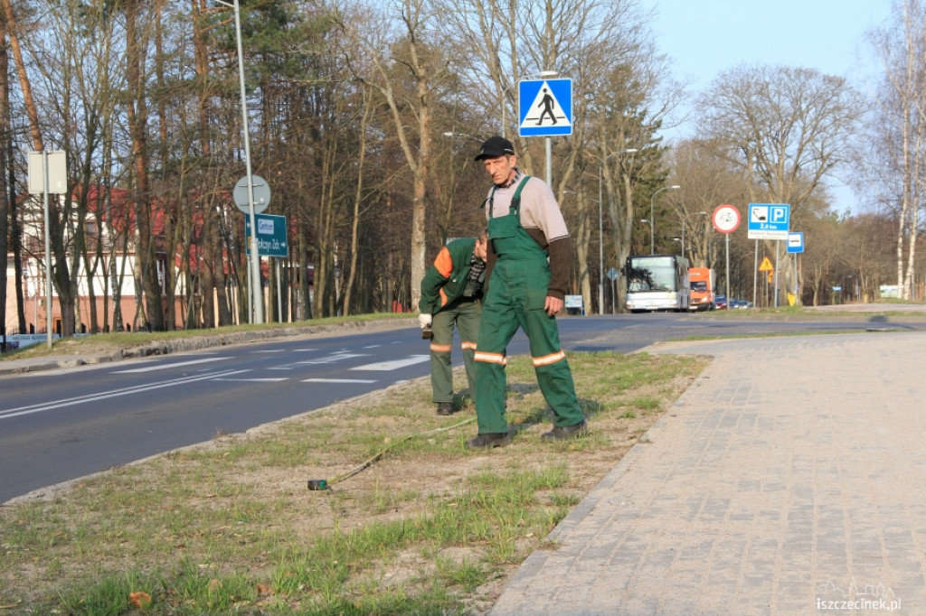 Ruszyła akcja sadzenia drzewek na Kościuszki