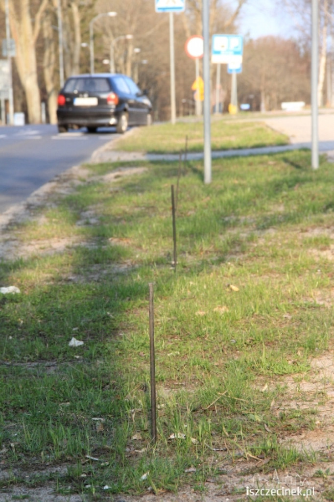 Ruszyła akcja sadzenia drzewek na Kościuszki
