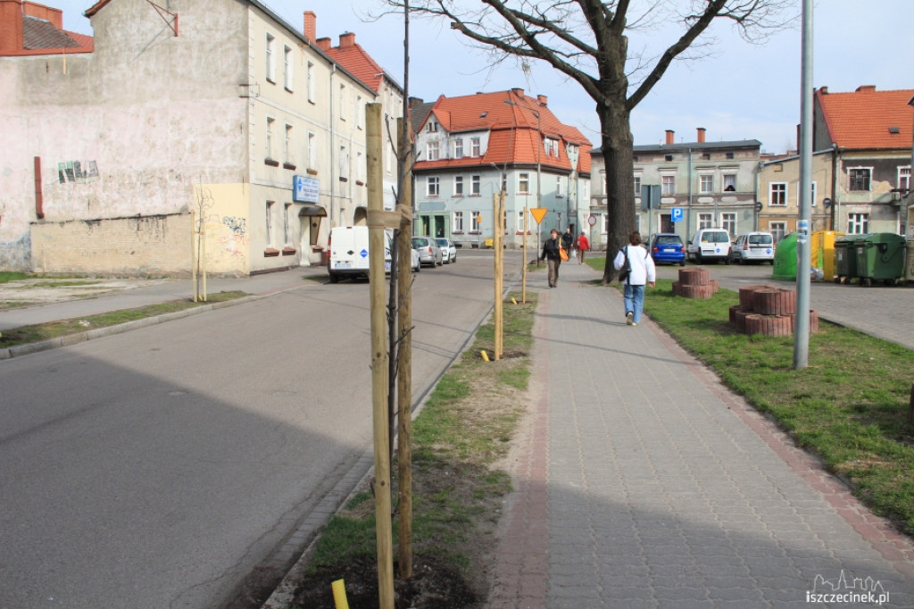 Wielkie sadzenie drzew w Szczecinku