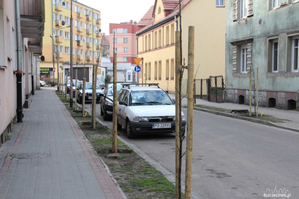 Wielkie sadzenie drzew w Szczecinku