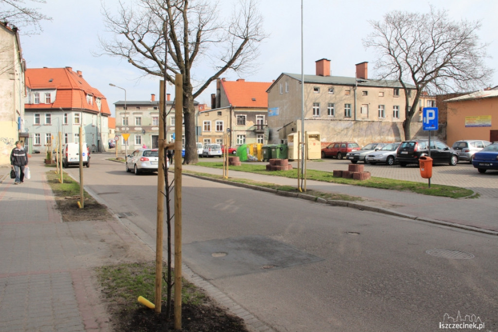 Wielkie sadzenie drzew w Szczecinku