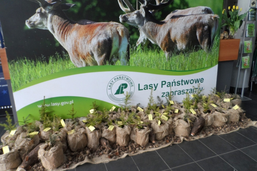 Regionalne Obchody Święta Lasu