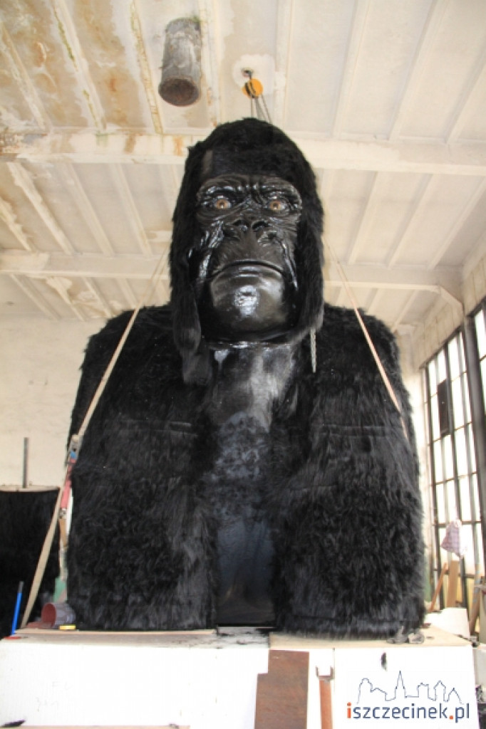 King Kong ze Szczecinka
