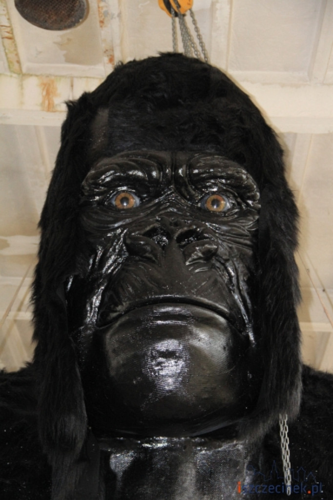 King Kong ze Szczecinka