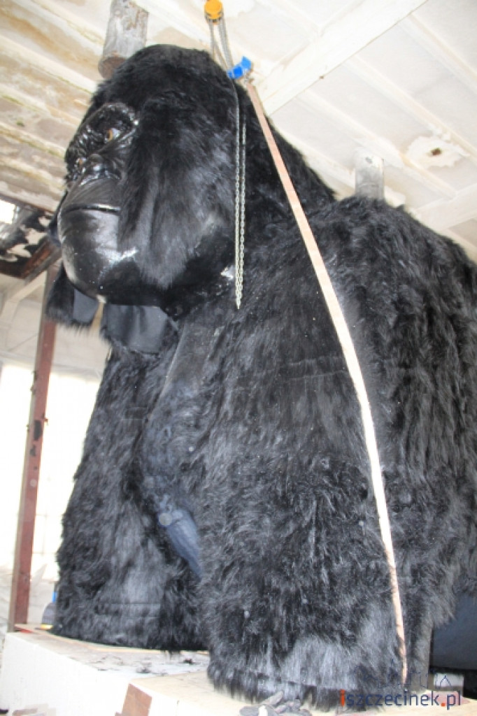 King Kong ze Szczecinka