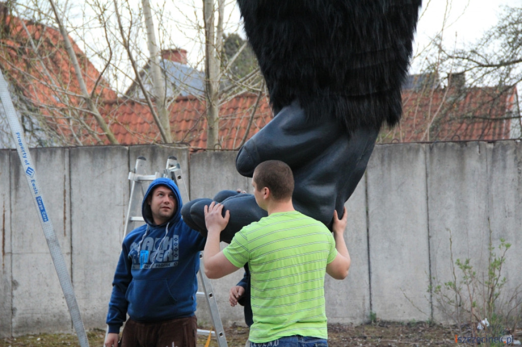King Kong ze Szczecinka