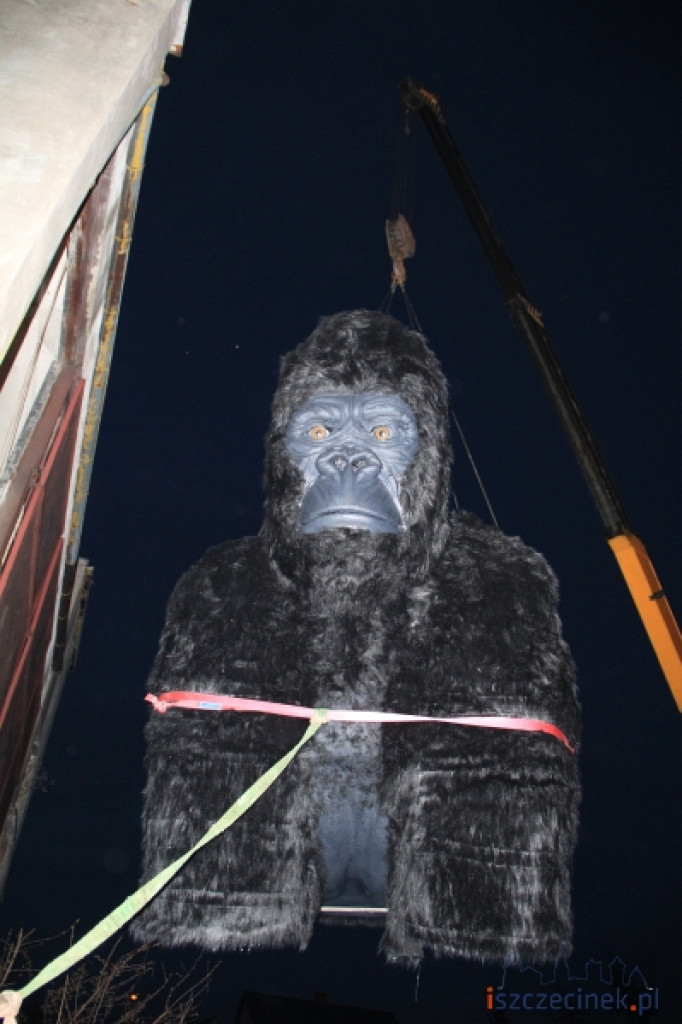 King Kong ze Szczecinka