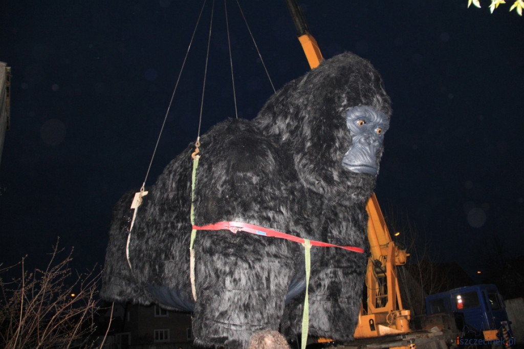 King Kong ze Szczecinka