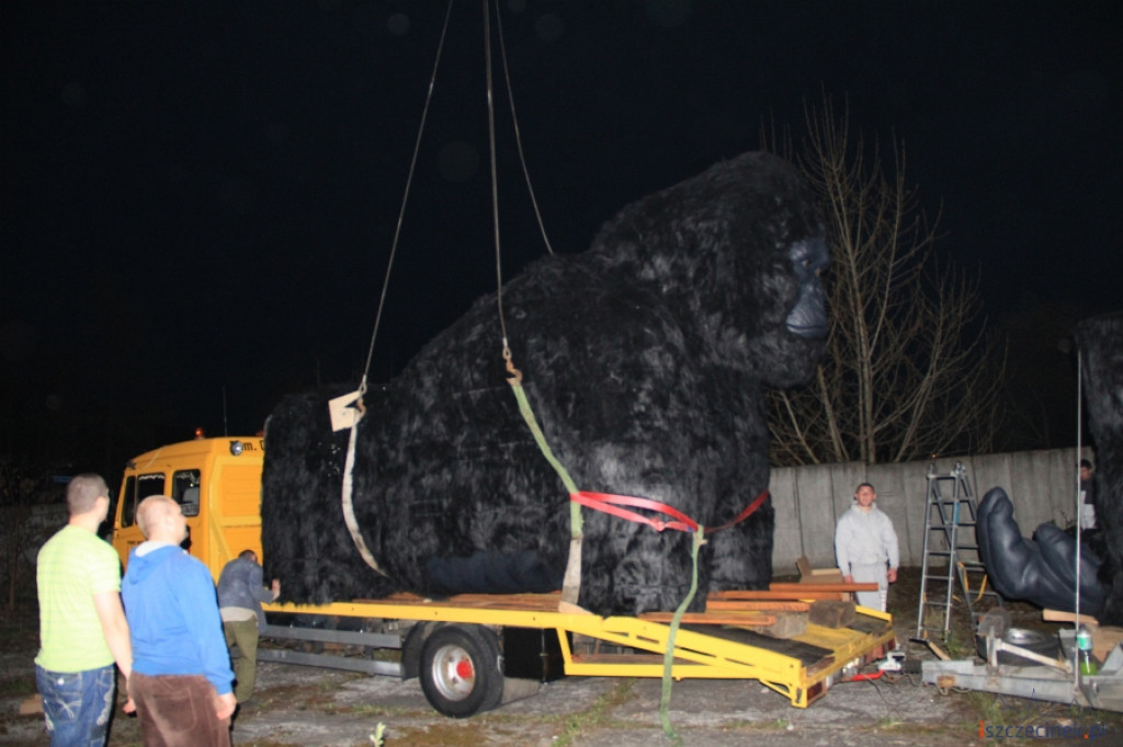 King Kong ze Szczecinka