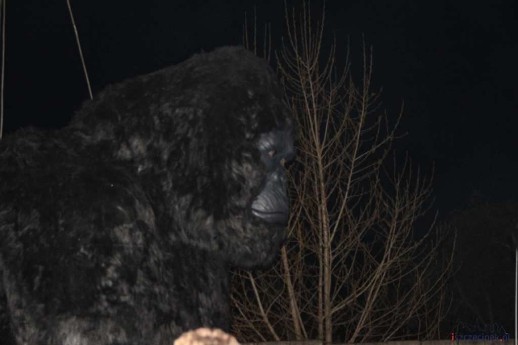 King Kong ze Szczecinka